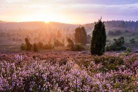 Die heide braucht zu bestimmten zeiten regen und sonne, um gut auszutreiben. Freie Unterkunfte Wahrend Der Heideblute Aug Sep