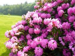 Rhododendron Der Richtige Standort Die Beste Pflege Landscape Decor Diy Rhododendron Plants