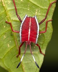 Image result for Triumfetta tenuipedunculata