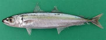 Di indonesia ikan kakap putih dijumpaidi perairan pantai, tambak air payau, dan muara sungai yang. Marhta Bax Bulan Musim Ikan Kakap Putih 2015 Musim Dingin Terbaru Desain Hadiah Terbaik Untuk Bf Memancing Ikan Kakap Putih Menjadi Salah Satu Kegiatan Memancing Yang Menyenangkan