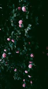 Garden Wallpaper Phone 24 Ideas Pink Rose Wallpaper For Iphone Flower Phone Wallpaper Rose Wallpaper