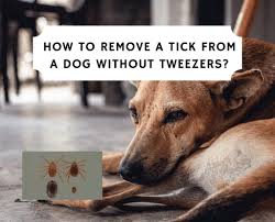 Check spelling or type a new query. How To Remove A Tick From A Dog Without Tweezers We Love Doodles