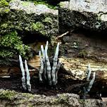Forest and Fungi Ecology Walk — Mountain Top Arboretum