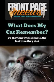 Cats can be susceptible to both type i and type ii diabetes, both of which prevent them from processing the glucose in their food properly. What Does My Cat Remember Pet News Cat Memorial Cat Health