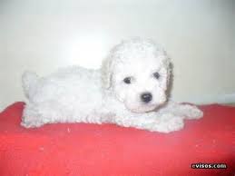 Caniche Micro Toy Caniche Micro Toy Perros Toy Caniche