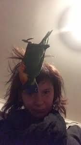 Help needed to clean 25 meat birds in Pinckney in July