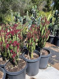 Image result for Euphorbia rubriflora