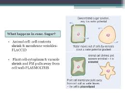 Osmosis in animal cells vs plant cells. What Can You Remember About Osmosis From Gcse