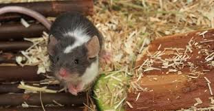 Somewhere she read the statistic that a single pregnant mouse can result in 10,000 mice in a year, if the mice are left unchecked. Mice As Pets Publications Guides Our Stories Four Paws International