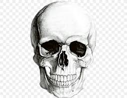 Hand drawn realistic human bones. Human Skull Symbolism Human Skeleton Drawing Png 434x638px Human Skull Symbolism Anatomy Black And White Bone