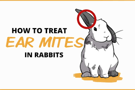 Image result for scabies rabbits ears