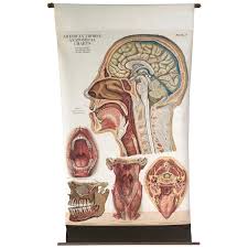 Frohse Anatomical Chart By A J Nystrom Plate No 7 Head 1918 Signed