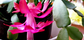 Why christmas cactus wilting happens? Why Do Christmas Cactus Leaves Turn Red World Of Succulents