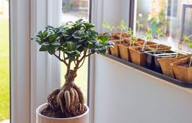 Free uk delivery & free personal message. A Guide To The Best Plants For Conservatories Conservatory Land