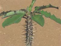 Image result for Euphorbia jubata