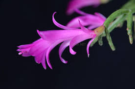 Image result for Micrargeria