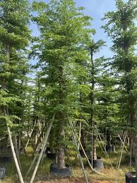 Image result for Terminalia mantaly