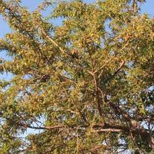 Image result for Aeschynomene elaphroxylon