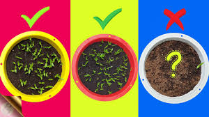 Under ideal circumstances, it takes between 7 and 30 days for grass seed to germinate, depending on the variety. 7 Fatal Mistakes Why Seeds Not Germinating Or Sprouting Youtube