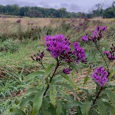 Image result for Vernonia myriantha