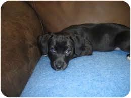Schnoodle pups for sale, soooo adorable. Barron Wi Labrador Retriever Meet Black Lab Hound Mix A Pet For Adoption