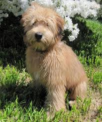 Fira The Soft Coated Wheaten Terrier Wheaten Terrier Soft Coated Wheaten Terrier Terrier
