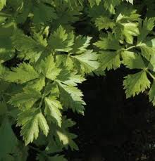 Image result for Apium graveolens