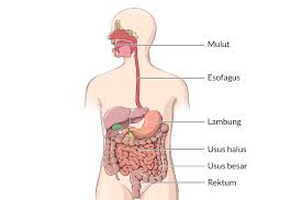 Penjelasan tumor esofagus serta kanker esofagus oleh elas prodi perekam dan informasi kesehatan / rekam medis stikes. Ketahui Proses Pencernaan Makanan Dan Penyerapan Nutrisi Di Dalam Tubuh Alodokter