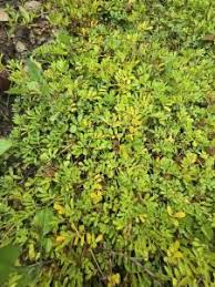 Image result for Indigofera circinella