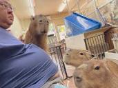CAPYBARA LAND (Capybara Cafe & Petting Zoo) 内山 茂 | Please be ...