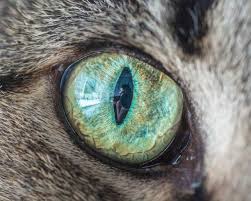 Kedilerin Gozlerine Hic Bu Kadar Yakindan Baktiniz Mi Evet Baktik Nolcak Goruntuler Ile Hayvan Fotografciligi Kedi Gozler