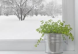 Winter beim führenden marktplatz für gebrauchtmaschinen kaufen. Easy Flowers To Grow Indoors A Useful Guide For Indoor Gardening