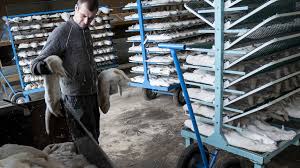 Nerze in einem käfig auf einer pelzfarm in der nähe der weißrussischen hauptstadt minsk. Nerze Und Corona Die Jagd Nach Den Virus Mutationen