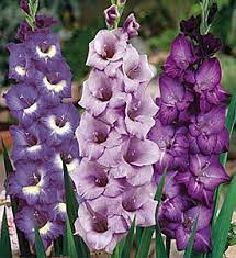 The Flower Of The Astrological Zodiac Part I Types Of Purple Flowers Gladiolus Flower Bulb Flowers