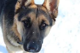 Best german shepherd dog food recommendations. Best Dog Food For German Shepherds Top 10 Picks Scout Knows