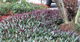 Oyster Plant Tradescantia Spathacea Zone 9 11 Full Sun Part Shade Best In Dappled Sun Can Grow In Shade 6 12 Height Up Shade Plants Plants Xeriscape