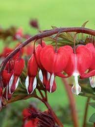 Bleeding Heart Flowers Line The Streets Of Croak Bleeding Heart Flower Pretty Flowers Bleeding Heart