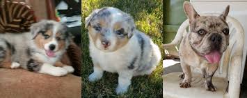 Working ranch parents on site. Larry Kim Ranch Australian Shepherd And French Bulldog Breeder In Southern California