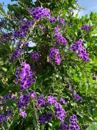 Image result for Duranta erecta