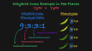 Shading in each punnett square represents matching phenotypes, assuming complete dominance and independant assortment of genes, phenotypic ratios are also presented. Dihybrid Cross Explained Youtube