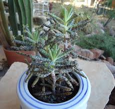 Pin On Suculentas Y Cactus