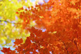 Desktop Background Fall Wallpaper Backgrounds Trendy Wallpaper Iphone Wallpaper Vintage