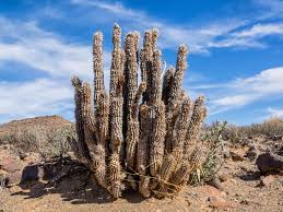 Image result for Hoodia currorii
