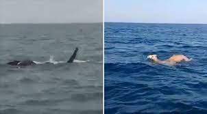 See more ideas about camels, elephant, elephant love. Must Watch Elephants And Camels Spotted Swimming Across The Ocean