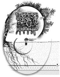 Desert cacti require strong light, especially in the winter. Fundamentals Of Plant Anatomy And Physiology Related To Water Use Springerlink