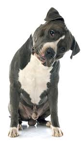 The Best Dog Food For Pitbull Top Dog Foods For You To Try