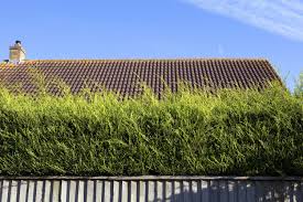 Evergreen hedging plants and shrubs are a popular way to create a living garden fence by using privacy plants. 16 Outdoor Privacy Screen Ideas