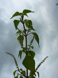 Image result for Basilicum polystachyon