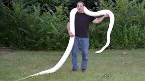 People with the snake totem are often finding that they are, like when you have a white snake dream that seems to be drifting upwards, it is a positive symbol. Largest White Snake In The World