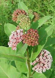 Milkweed Asclepias Syriaca Wild Flowers Of Sleepy Hollow Lake An All Creatures Photo Gallery Creation Earth Envi Asclepias Milkweed Pollinator Garden
